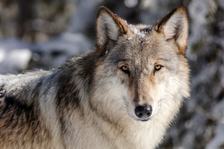 Wolf hunts cut in half to help with population